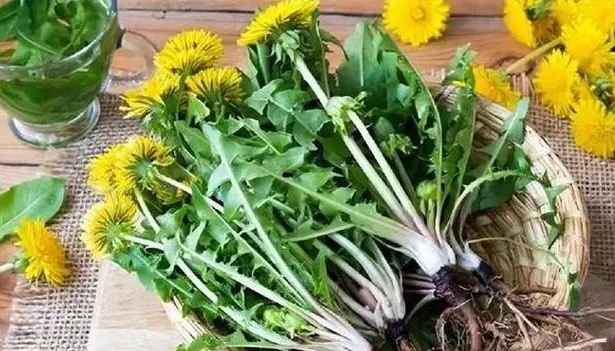 Які зміни ви бачите у своєму тілі під час випивки кульбабів щодня? Чи відповідає екстракт кульбаби для проти раку?